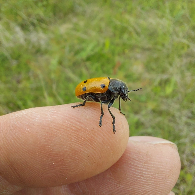 Lachnaia sexpunctata - szőrösnyakú zsákhordóbogár