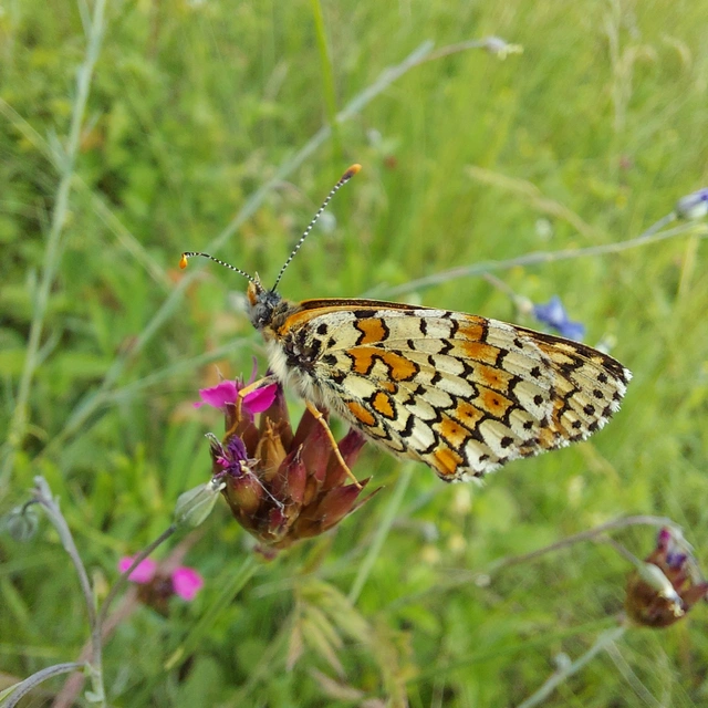 Melitaea cinxia - réti tarkalepke