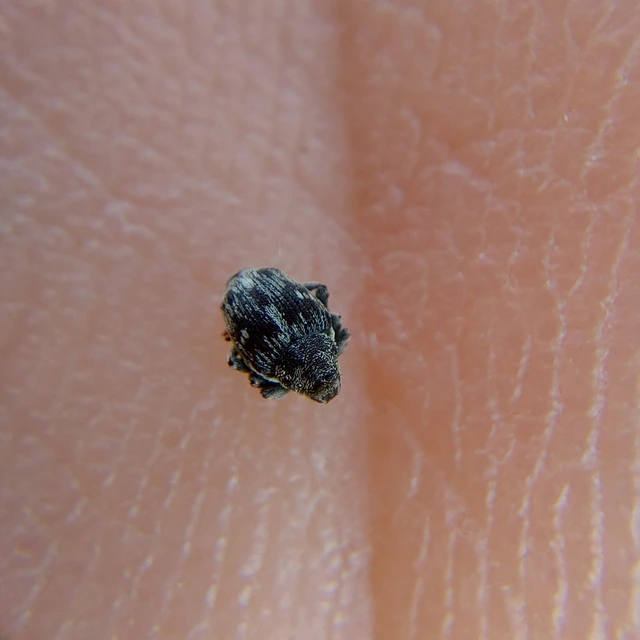 Nedyus quadrimaculatus - közönséges csalánormányos