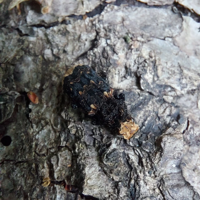 Platyrhinus resinosus - nagy orrosbogár
