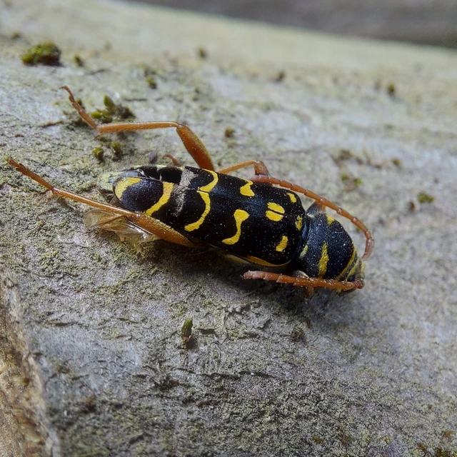 Plagionotus arcuatus - bársonyos darázscincér