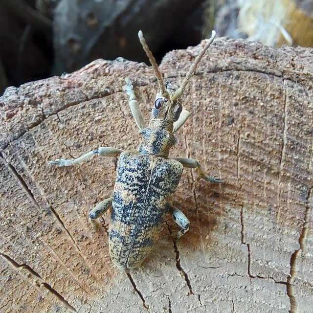 Rhagium sycophanta - tölgyes-tövisescincér