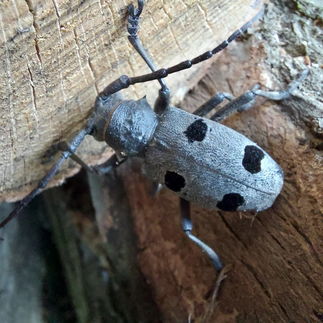 Morimus asper funereus - gyászcincér