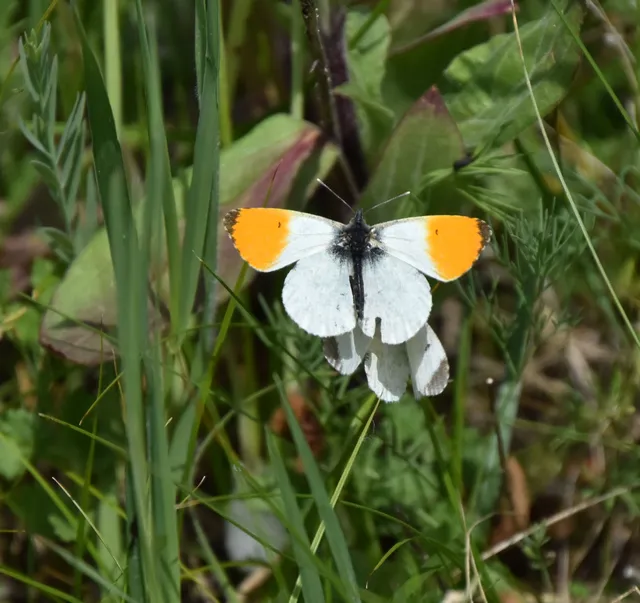 Anthocharis cardamines - hajnalpírlepke