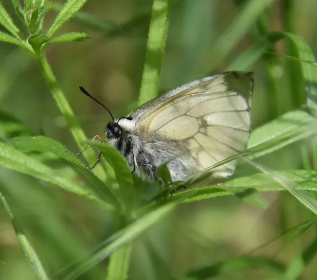 Parnassius mnemosyne - kis apollólepke