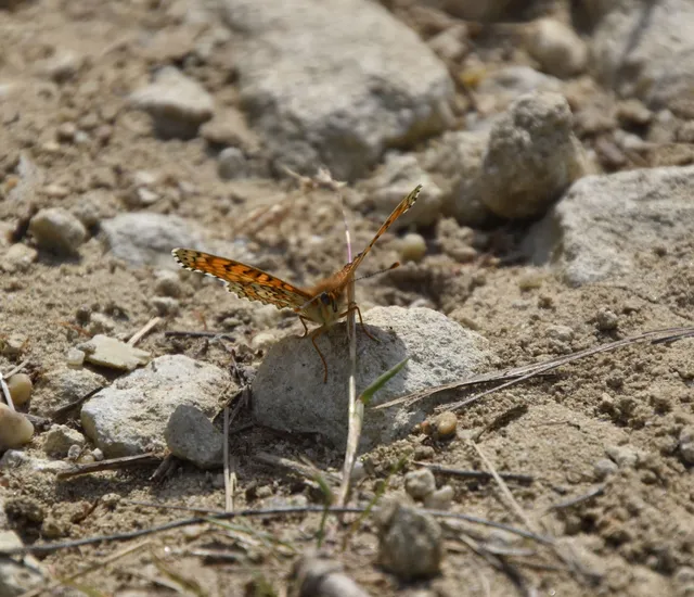 Melitaea cinxia - réti tarkalepke