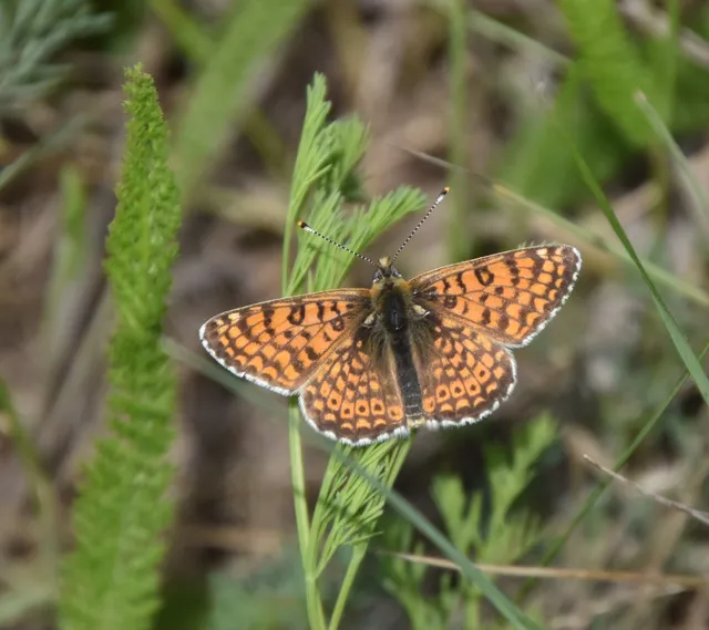 Melitaea cinxia - réti tarkalepke