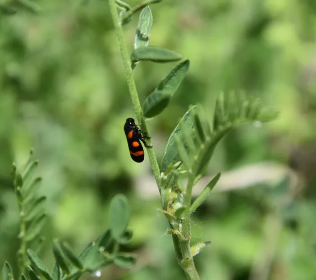 Cercopis arcuata/sanguinolenta