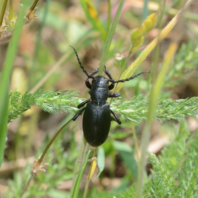 Dorcadion aethiops - fekete gyalogcincér