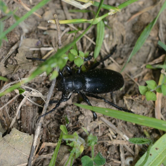 Dorcadion aethiops - fekete gyalogcincér