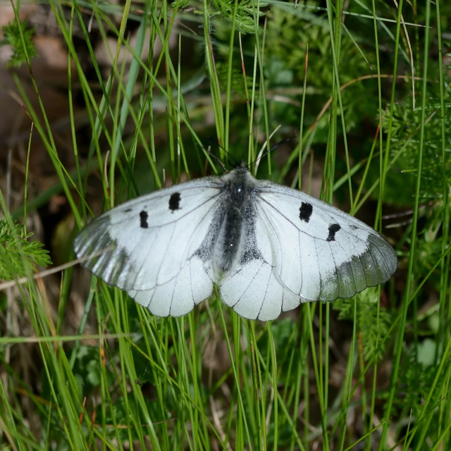 Parnassius mnemosyne - kis apollólepke
