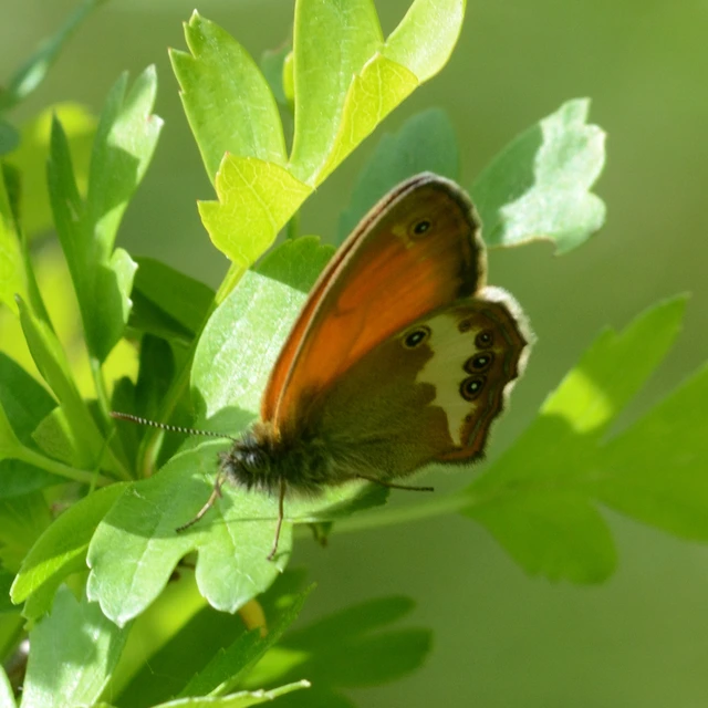 Coenonympha arcania - fehéröves szénalepke