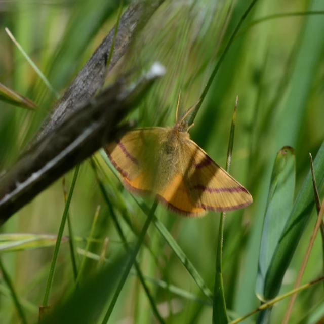 Lythria purpuraria - bíborsávos araszoló