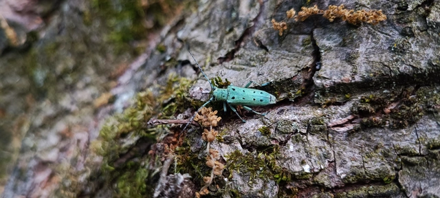 Saperda octopunctata - nyolcpontos cincér