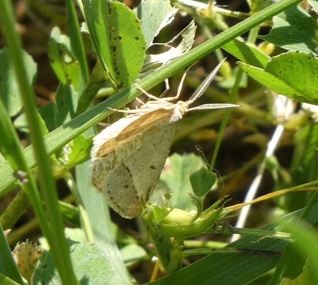 Tephrina arenacearia - lucerna-araszoló