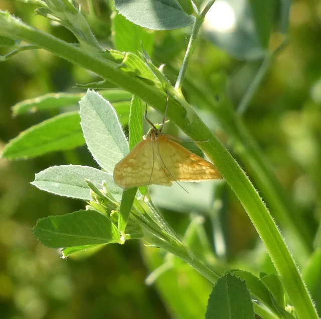 Sitochroa verticalis - világossárga dudvamoly