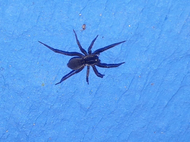 Lycosidae - farkaspókok