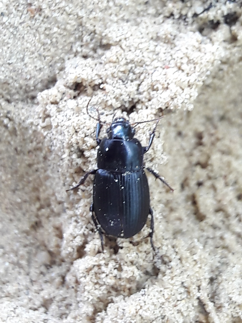 Harpalus serripes - fekete lomhafutó