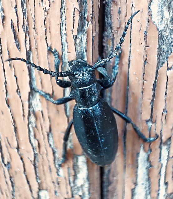 Dorcadion aethiops - fekete gyalogcincér