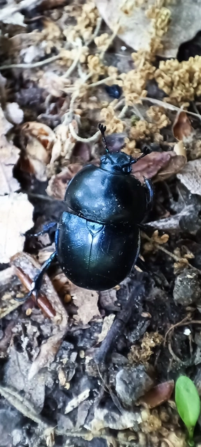 Trypocopris vernalis - tavaszi álganéjtúró