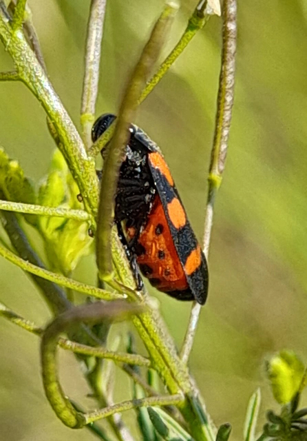 Cercopis sanguinolenta