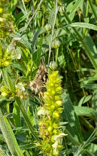 Heliothis