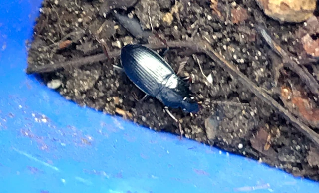 Calathus fuscipes - sokpontos tarfutó