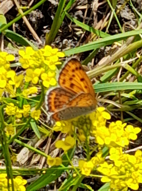 Lycaena thersamon - kis tűzlepke
