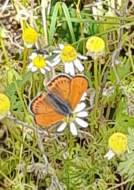 Lycaena thersamon - kis tűzlepke