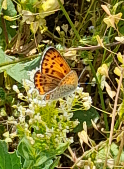 Lycaena thersamon - kis tűzlepke