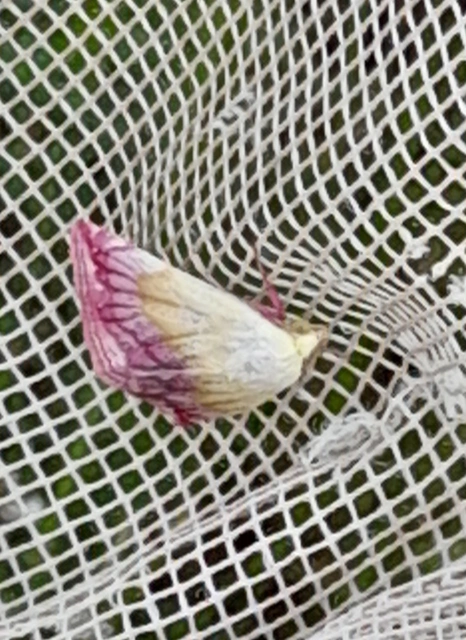 Eublemma purpurina - bíboros törpebagoly