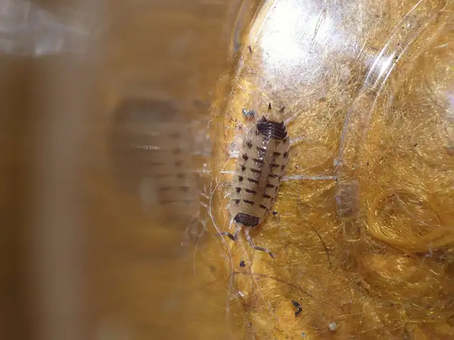 Isopoda - Ászkarákok