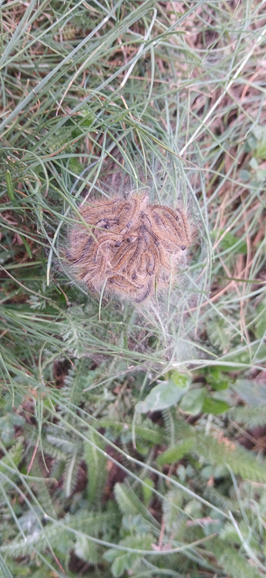 Malacosoma castrensis - kutyatejszövő