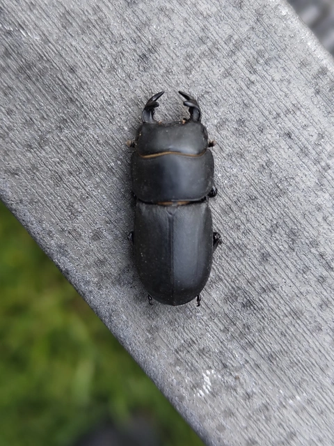 Dorcus parallelipipedus - kis szarvasbogár
