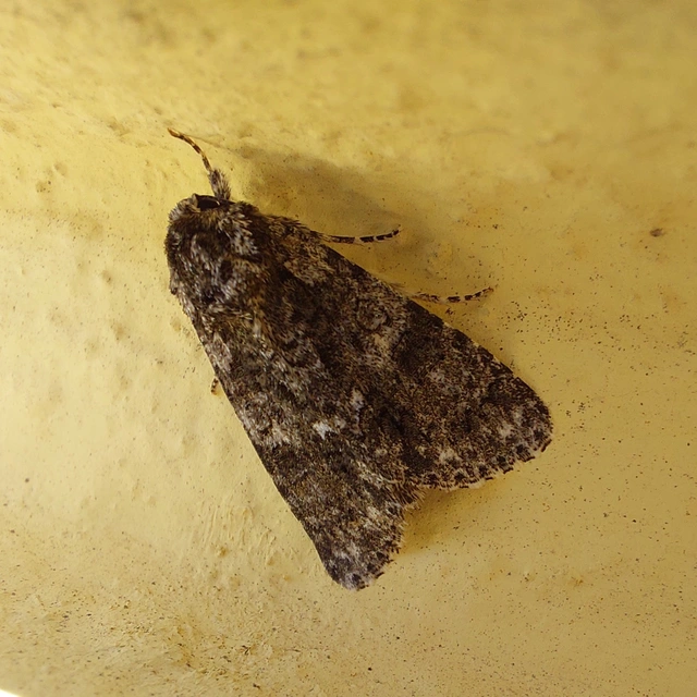 Acronicta rumicis - sóska-szigonyosbagoly
