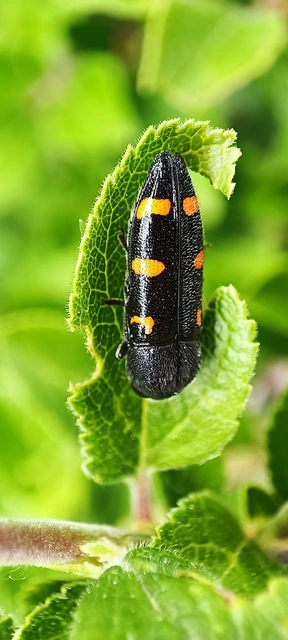 Ptosima undecimmaculata - sárgafoltos díszbogár