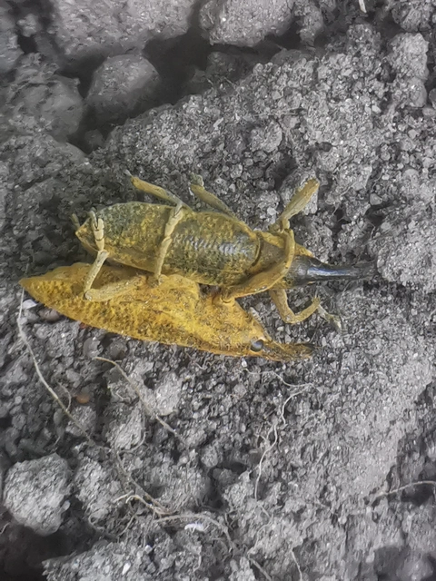 Lixus pulverulentus - mályvafúró dudvabarkó Lixus pulverulentus - mályvafúró dudvabarkó