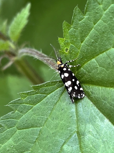 Euplocamus anthracinalis - fésűscsápú korhadékmoly