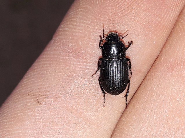 Harpalus serripes - fekete lomhafutó