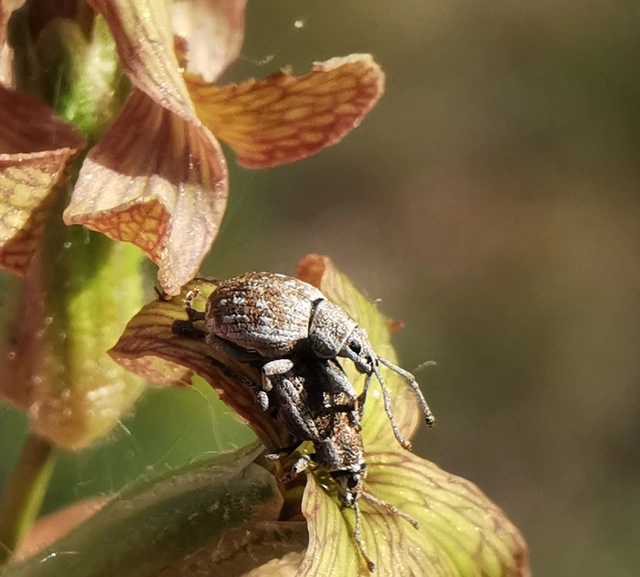 Peritelus familiaris - nagy kendermagbogár