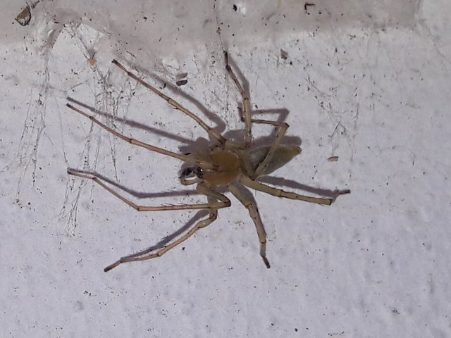 Cheiracanthium