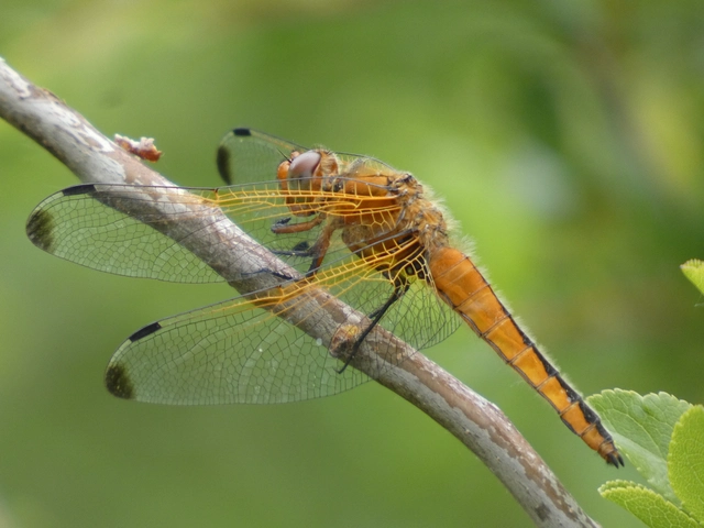 Libellula fulva - kisfoltos laposacsa