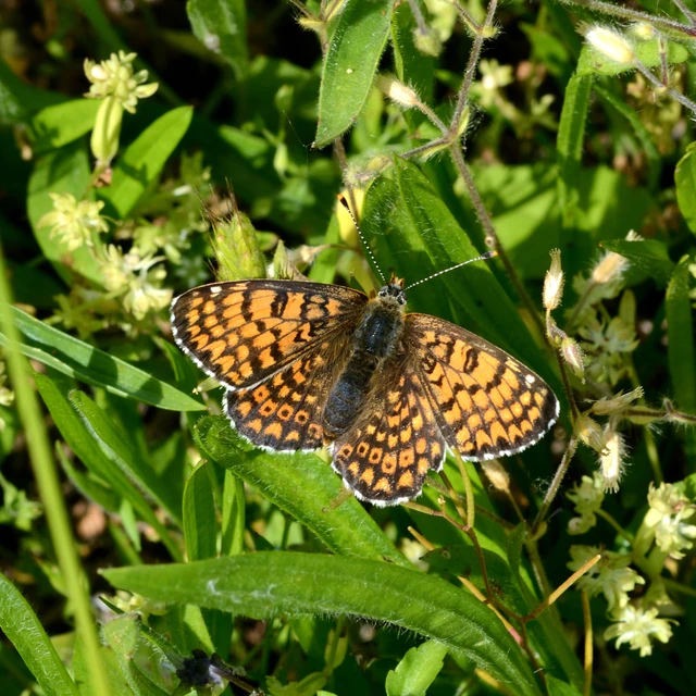 Melitaea cinxia - réti tarkalepke