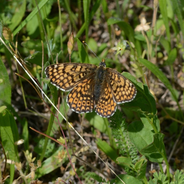 Melitaea cinxia - réti tarkalepke