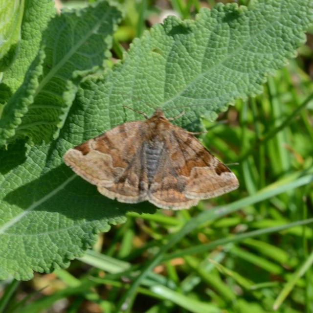 Euclidia glyphica - közönséges nappalibagoly