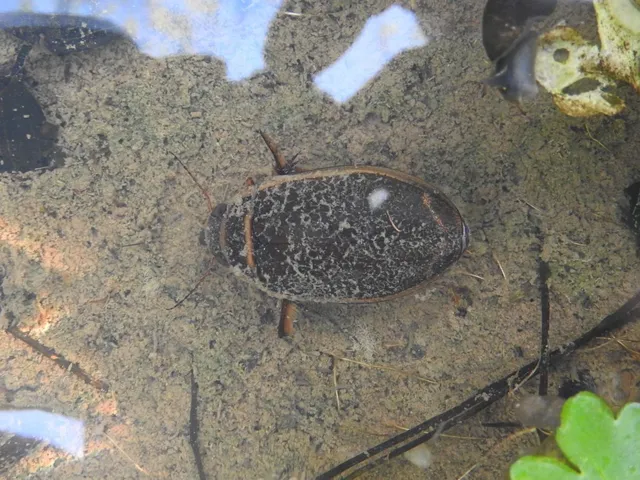 Dytiscus
