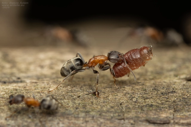 Liometopum microcephalum - tölgyfahangya