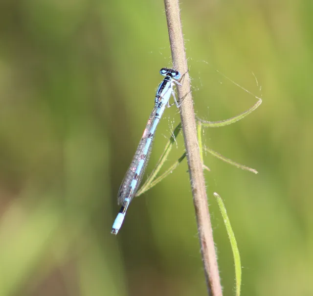 Enallagma cyathigerum - kéksávos légivadász