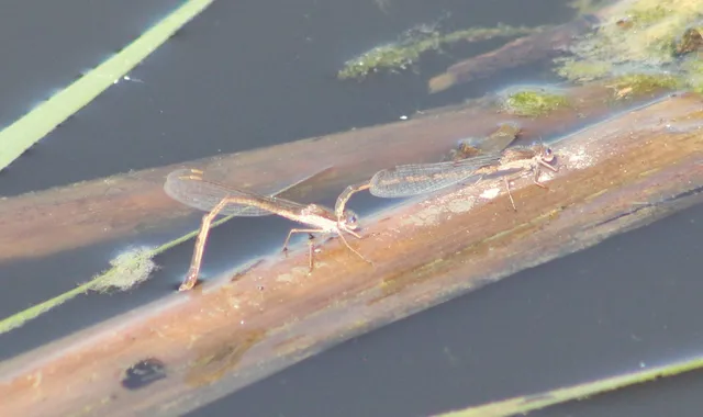 Sympecma fusca - téli rablószitakötő