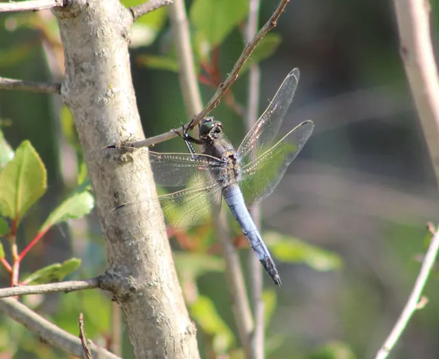Orthetrum cancellatum - feketefarkú pásztorszitakötő